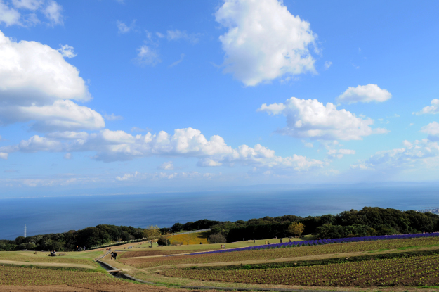 「淡路島スポット」イタグレと行くお花畑｜あわじ花さじき
