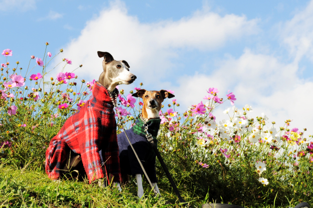 「淡路島スポット」イタグレと行くお花畑｜あわじ花さじき