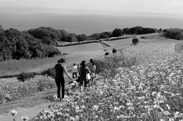 「淡路島スポット」イタグレと行くお花畑｜あわじ花さじき