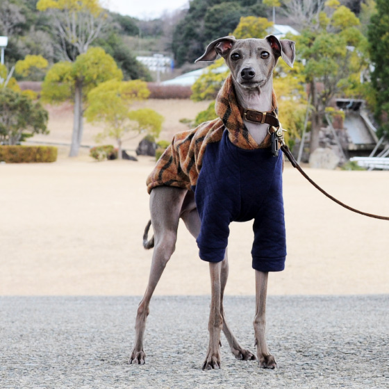 イタグレ服の新作できました!ふわっとツィードチェックは英国羊毛を使用した上品なお洋服です