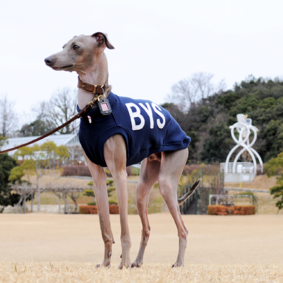 アルファベットを３文字選んで下さい！イタグレ服アルファベットカジュアルスポーツ販売開始です