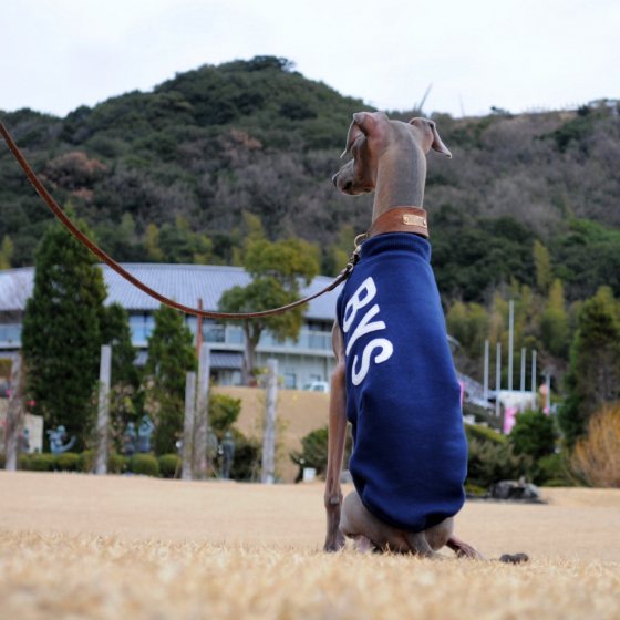 アルファベットを３文字選んで下さい！イタグレ服アルファベットカジュアルスポーツ販売開始です