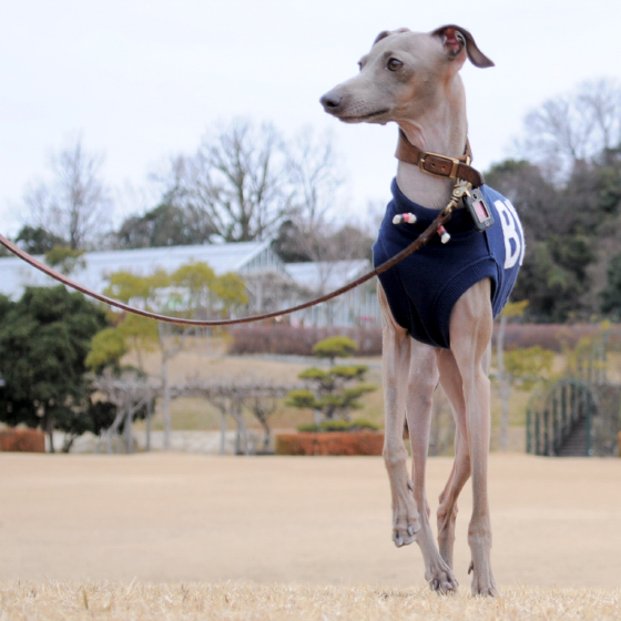 アルファベットを３文字選んで下さい！イタグレ服アルファベットカジュアルスポーツ販売開始です