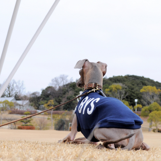 アルファベットを３文字選んで下さい！イタグレ服アルファベットカジュアルスポーツ販売開始です