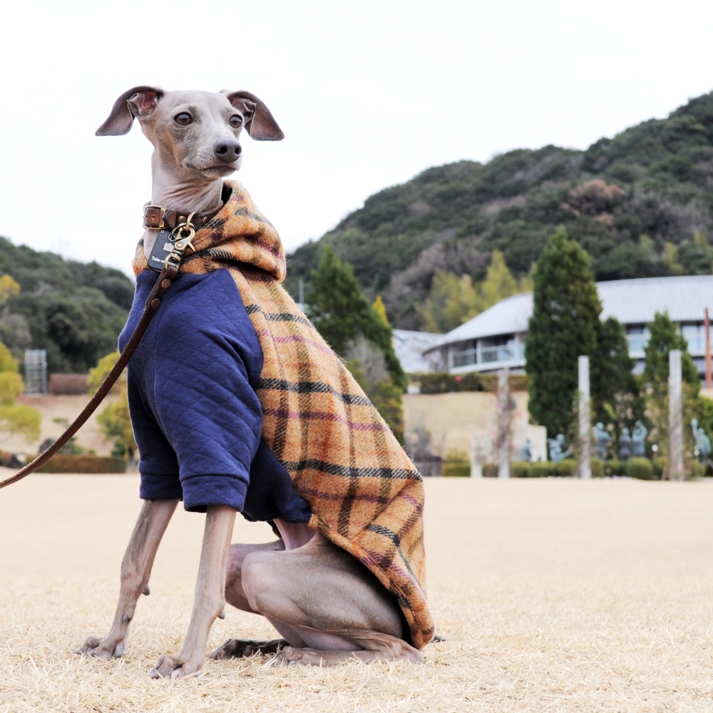 イタグレ服の新作できました!ふわっとツィードチェックは英国羊毛を使用した上品なお洋服です