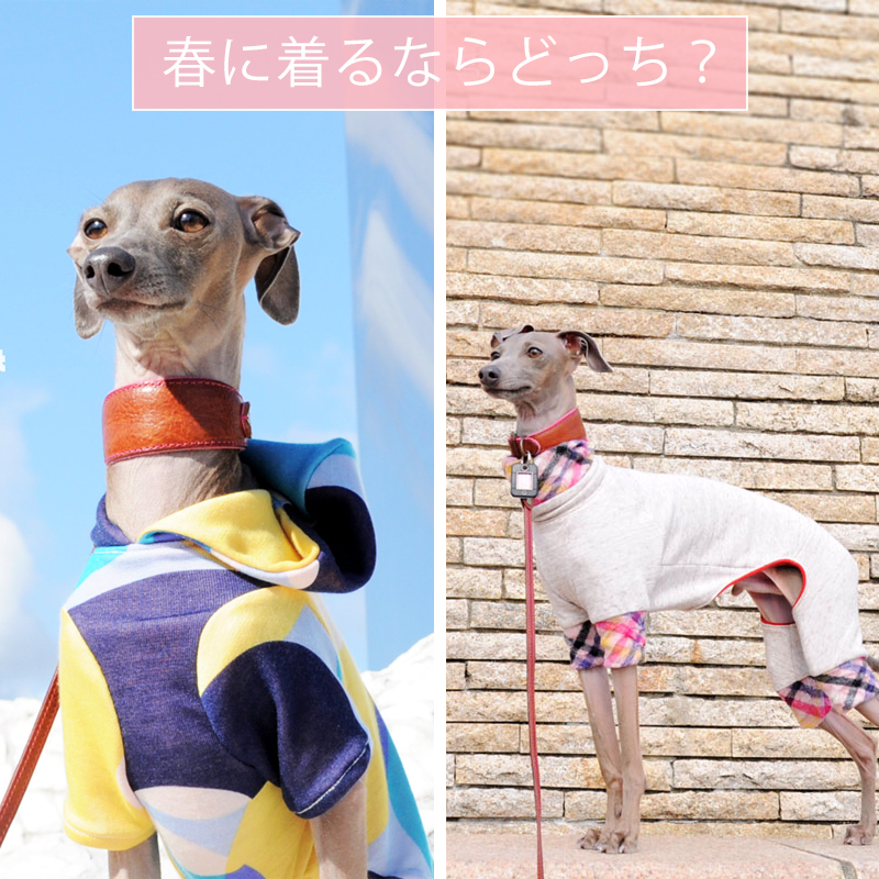 新作犬服｜”春に着る”ならどっち？「ウールワッシャーチェック重ね着風」「大きなカラフルドット」