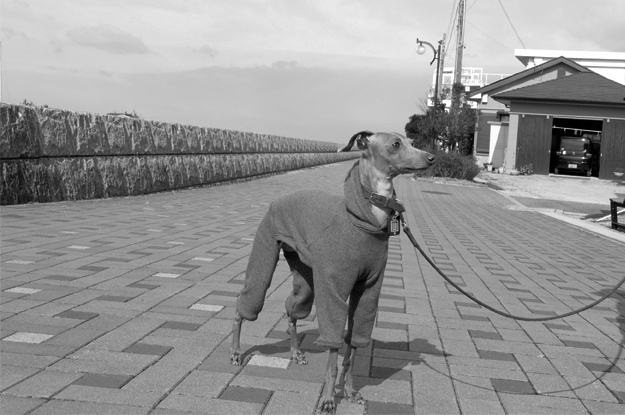 淡路島の町を散歩中、何やら不穏な気配を感じたので振り返ってみると!!