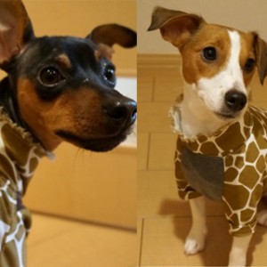 福岡市キリン動物園に「ジャックラッセルテリア」と「ミニピン」がキリンさんになって現れる!シュワ~~ッチ!