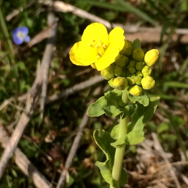 ”1膳88円”香ばしい炙り小鯛の「炊き込みご飯|鯛飯」を土鍋で作ってみた!