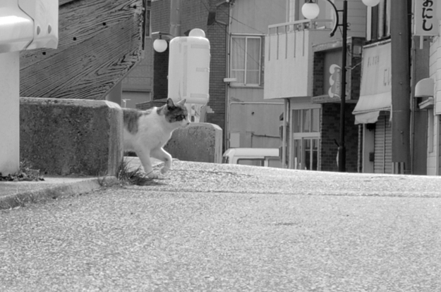 淡路島の町を散歩中、何やら不穏な気配を感じたので振り返ってみると!!