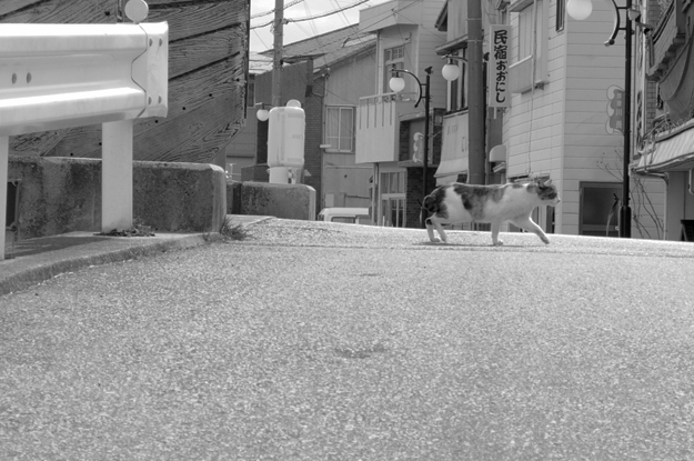 淡路島の町を散歩中、何やら不穏な気配を感じたので振り返ってみると!!