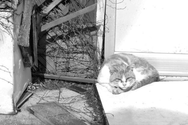 淡路島の町を散歩中、何やら不穏な気配を感じたので振り返ってみると!!