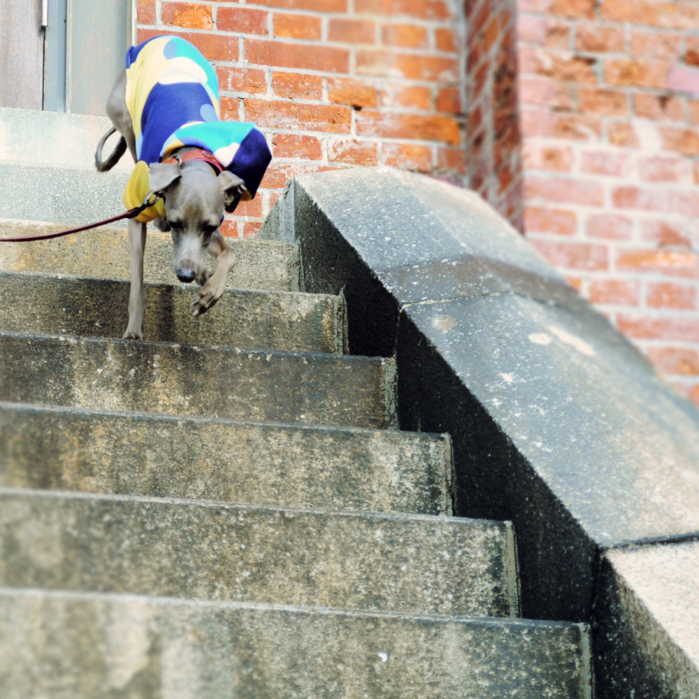 新作犬服｜”春に着る”ならどっち？「ウールワッシャーチェック重ね着風」「大きなカラフルドット」