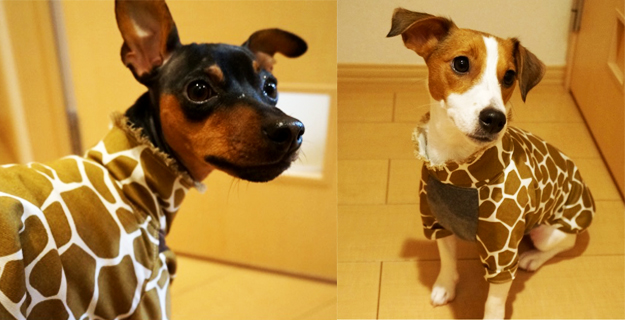 福岡市キリン動物園に「ジャックラッセルテリア」と「ミニピン」がキリンさんになって現れる！シュワ～～ッチ！