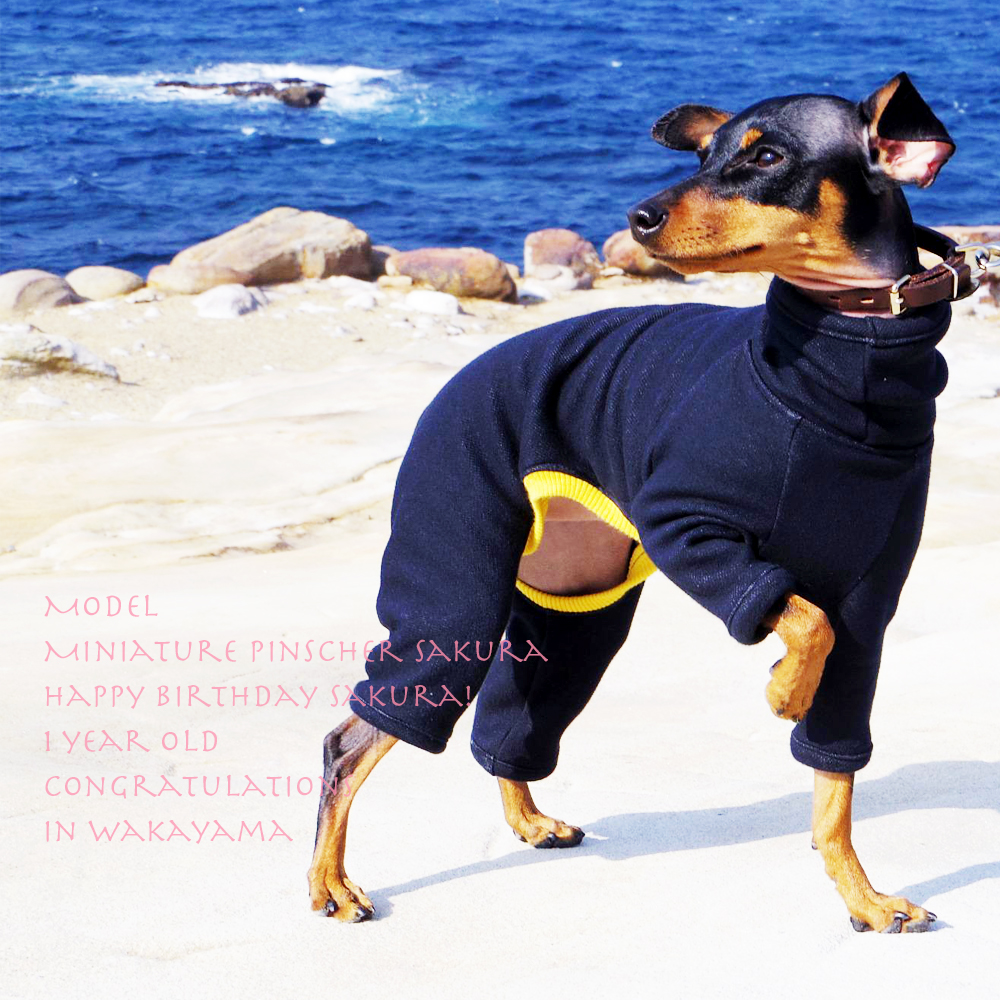 嬉しいつながり♥︎「ミニピン」きなこちゃんから、桜さんに♪そして、桜さんがモデルになってくれました！