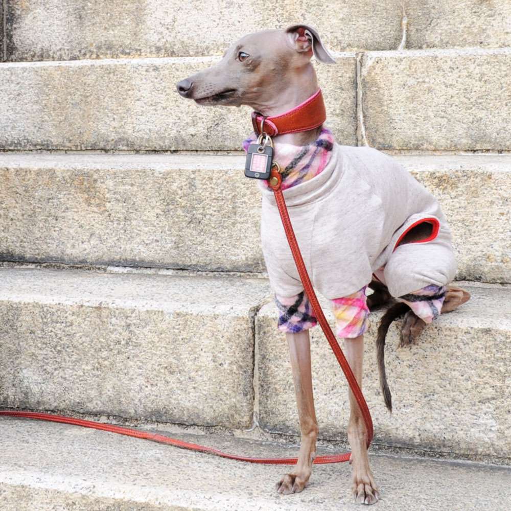 新作犬服｜”春に着る”ならどっち？「ウールワッシャーチェック重ね着風」「大きなカラフルドット」