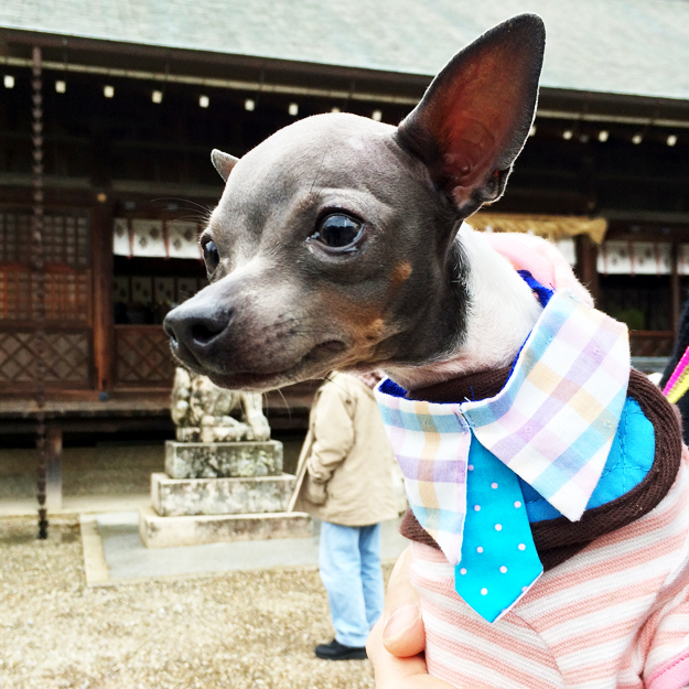 淡路島にミニ日本テリアの「ハナピちゃん」がお目目をウルウルさせながら「幸せ」を運んで来てくれた話