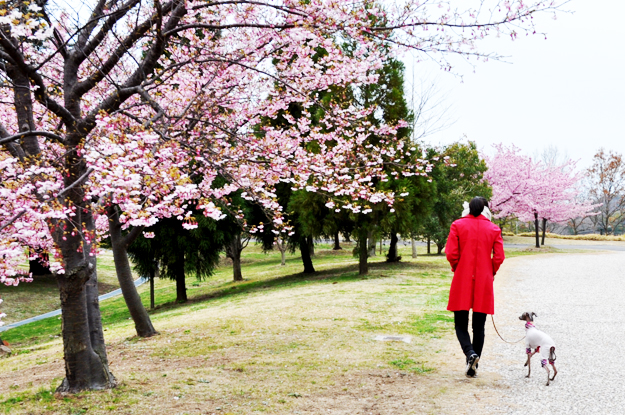 「淡路島でお花見」お茶目なミニピン桜さん、春らしい桜色のお洋服でお洒落して、淡い桜の花びらに包まれる。これぞ桜桜桜で桜さん♪