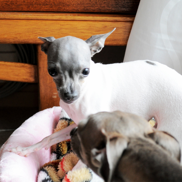 淡路島にミニ日本テリアの「ハナピちゃん」がお目目をウルウルさせながら「幸せ」を運んで来てくれた話