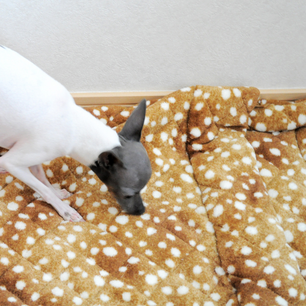 淡路島にミニ日本テリアの「ハナピちゃん」がお目目をウルウルさせながら「幸せ」を運んで来てくれた話