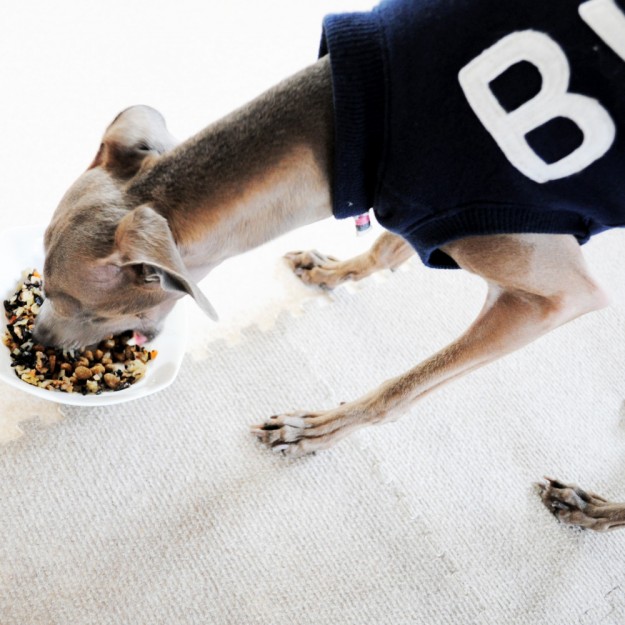 シンプルに考えた結果。Ｂ！”愛犬”の「フード」を手作りに戻す事にした。２日目の話・・口の匂いが！