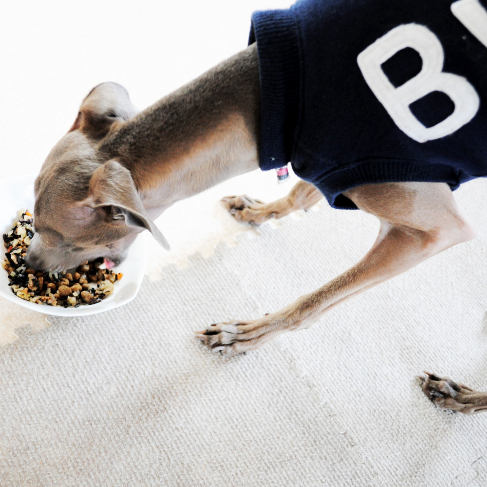 食事のあげ方【犬のしつけ・犬の育て方 vol.13】