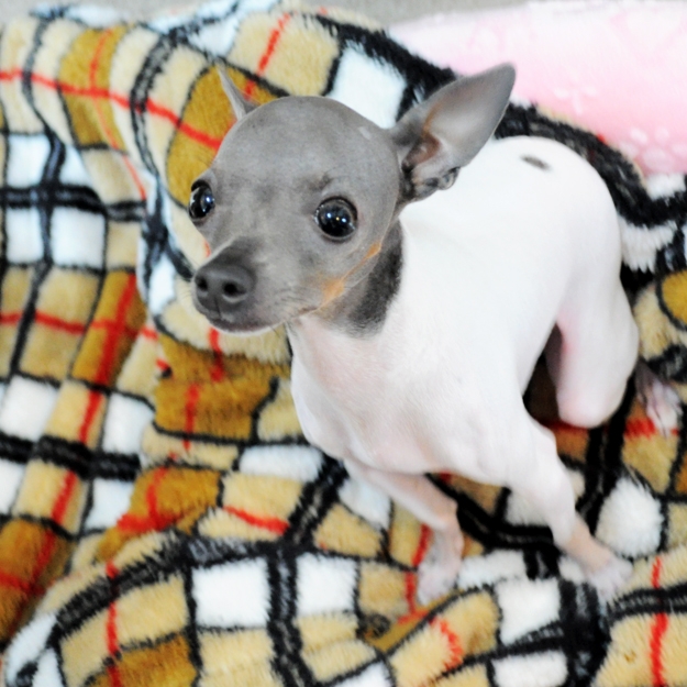 淡路島にミニ日本テリアの「ハナピちゃん」がお目目をウルウルさせながら「幸せ」を運んで来てくれた話