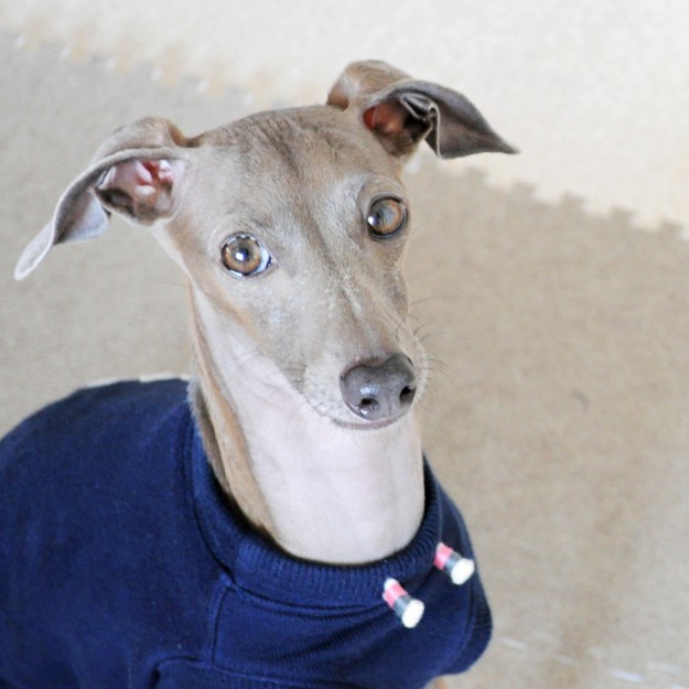 シンプルに考えた結果。Ｂ！”愛犬”の「フード」を手作りに戻す事にした。２日目の話・・口の匂いが！