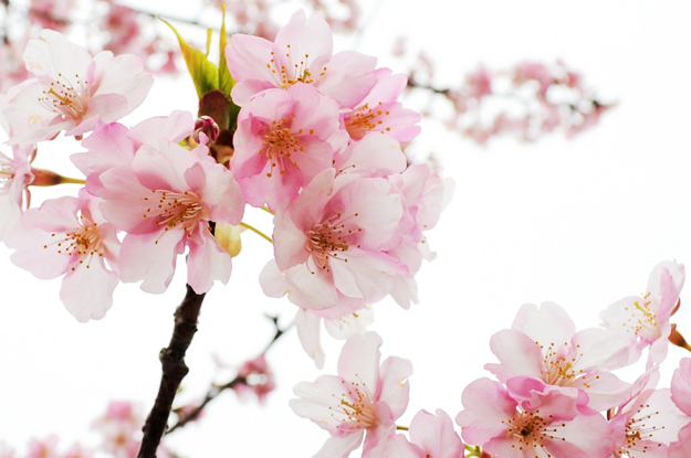 淡路島でお花見 お茶目なミニピン桜さん 春らしい桜色のお洋服でお洒落して 淡い桜の花びらに包まれる これぞ桜桜桜で桜さん Arata House