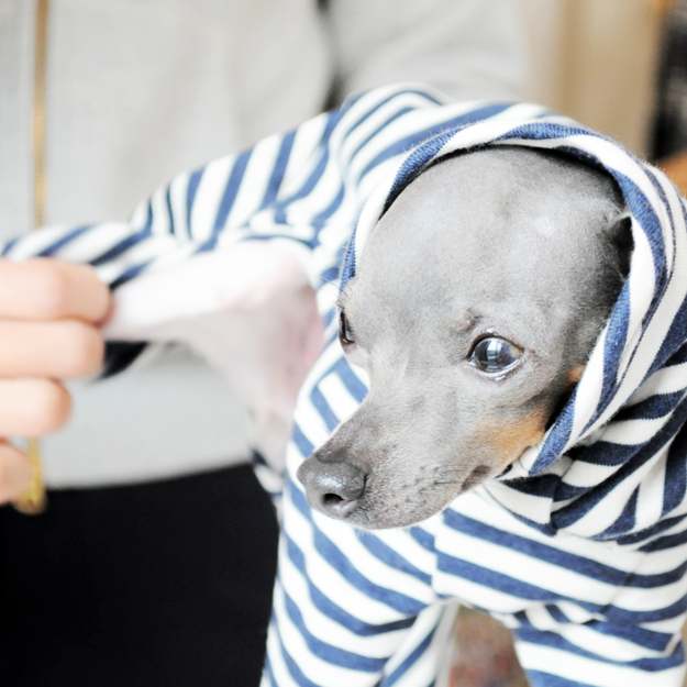 淡路島にミニ日本テリアの「ハナピちゃん」がお目目をウルウルさせながら「幸せ」を運んで来てくれた話