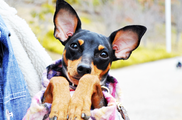 「淡路島でお花見」お茶目なミニピン桜さん、春らしい桜色のお洋服でお洒落して、淡い桜の花びらに包まれる。これぞ桜桜桜で桜さん♪