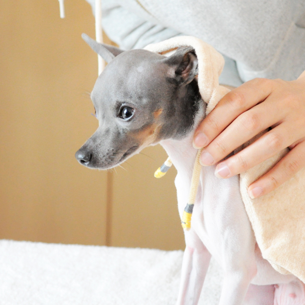 淡路島にミニ日本テリアの「ハナピちゃん」がお目目をウルウルさせながら「幸せ」を運んで来てくれた話