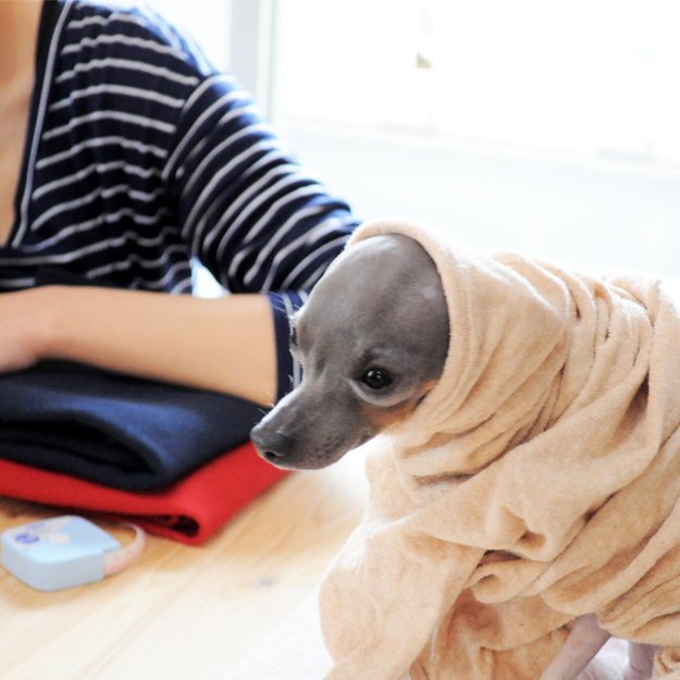 淡路島にミニ日本テリアの「ハナピちゃん」がお目目をウルウルさせながら「幸せ」を運んで来てくれた話