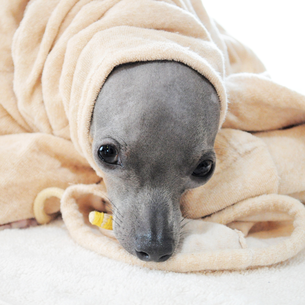 淡路島にミニ日本テリアの「ハナピちゃん」がお目目をウルウルさせながら「幸せ」を運んで来てくれた話