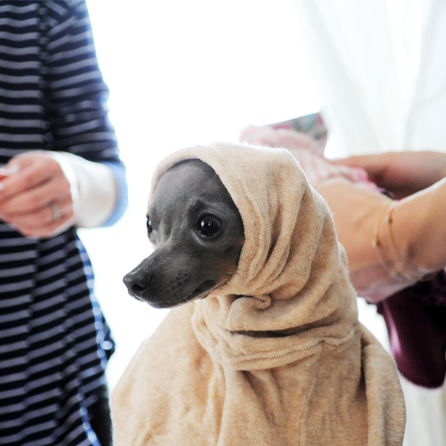 淡路島にミニ日本テリアの「ハナピちゃん」がお目目をウルウルさせながら「幸せ」を運んで来てくれた話