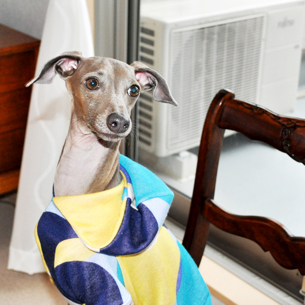 淡路島にミニ日本テリアの「ハナピちゃん」がお目目をウルウルさせながら「幸せ」を運んで来てくれた話