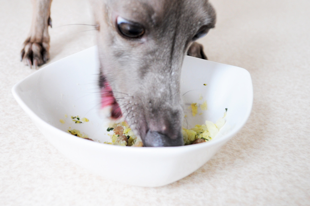 「ペット看護士」のよっちゃんが愛犬Ｂ！の為に考えたご飯レシピ大公開！”口臭改善効果があった”