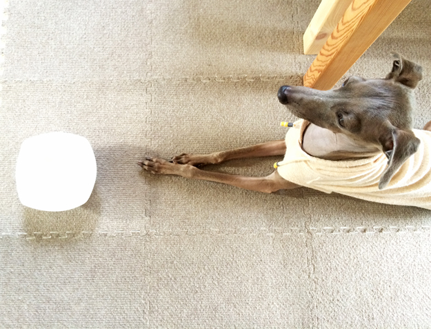 イタグレB!の食事を「ペットフード」からを「手作り」に変えて１週間！「口臭」「うんち」の匂いが劇的に改善された話