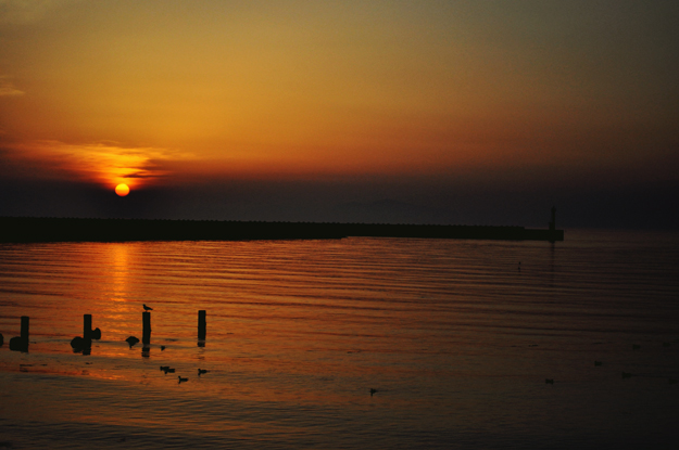 ”新作”「オールシーズン着れる犬服」シンプルボーダーニット｜選べる３タイプ×３カラー販売開始です