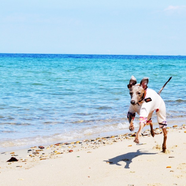 「淡路島」で、小さな小さな「ビーチ」を見つけた話。ここならイタグレBuono!も自由に走れるね。