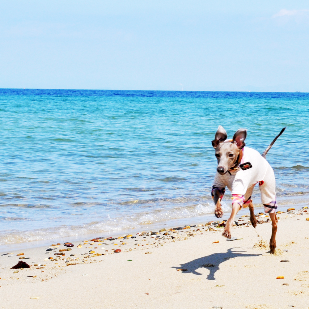 「淡路島」で、小さな小さな「ビーチ」を見つけた話。ここならイタグレBuono!も自由に走れるね。