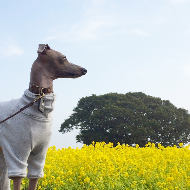 靄に包まれた淡路島の朝。こんな日はゆっくりお洋服「犬服」のお話をしましょう。