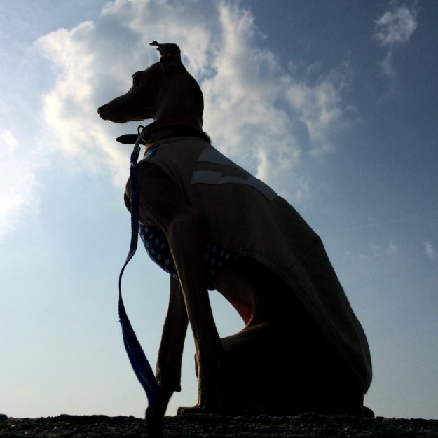 「2015！春」イタグレBuono!に似合う服を作ってみた！