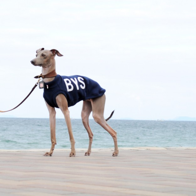 犬服｜アルファベットカジュアルスポーツ｜選べるリブ３カラー（ネイビー/レッド/イエロー）