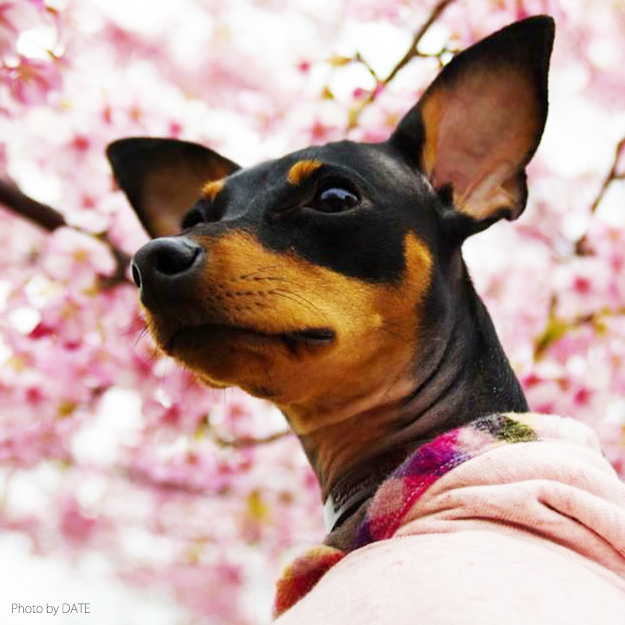 「淡路島でお花見」お茶目なミニピン桜さん、春らしい桜色のお洋服でお洒落して、淡い桜の花びらに包まれる。これぞ桜桜桜で桜さん♪