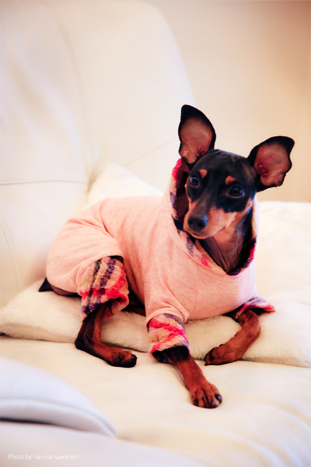 「淡路島でお花見」お茶目なミニピン桜さん、春らしい桜色のお洋服でお洒落して、淡い桜の花びらに包まれる。これぞ桜桜桜で桜さん♪