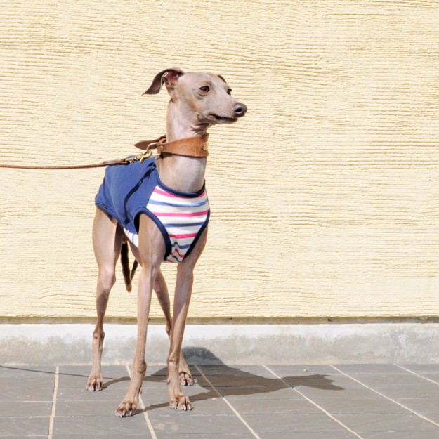 ”新作”「オールシーズン着れる犬服」シンプルボーダーニット｜選べる３タイプ×３カラー販売開始です