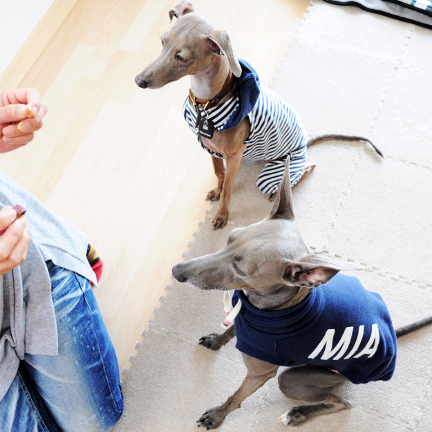「愛犬を想う」それは家族に笑顔と、優しさを運んでくれるのかも知れない。淡路島で知ったMIAに込めた想いの話。