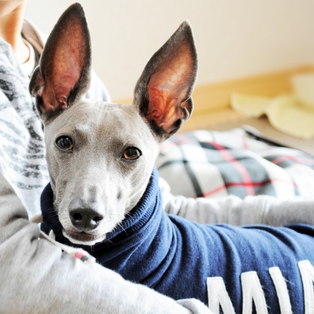 「愛犬を想う」それは家族に笑顔と、優しさを運んでくれるのかも知れない。淡路島で知ったMIAに込めた想いの話。