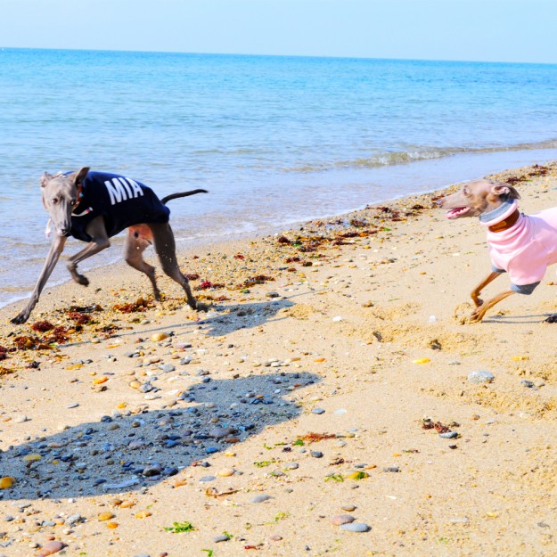 「愛犬を想う」それは家族に笑顔と、優しさを運んでくれるのかも知れない。淡路島で知ったMIAに込めた想いの話。